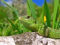 Proudly pose a Carpathianlizard